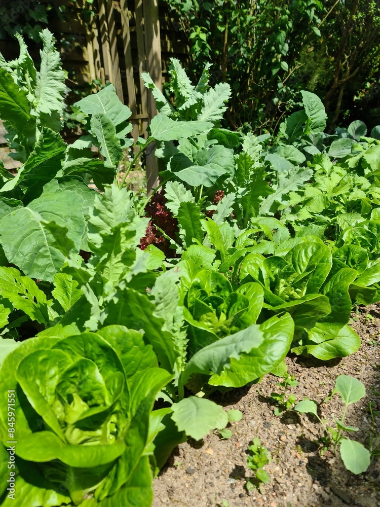 Lots of lettuce and cabbage plants grow in a raised bed in good weather. Lots of lettuce and cabbage plants grow in a raised bed in good weather.