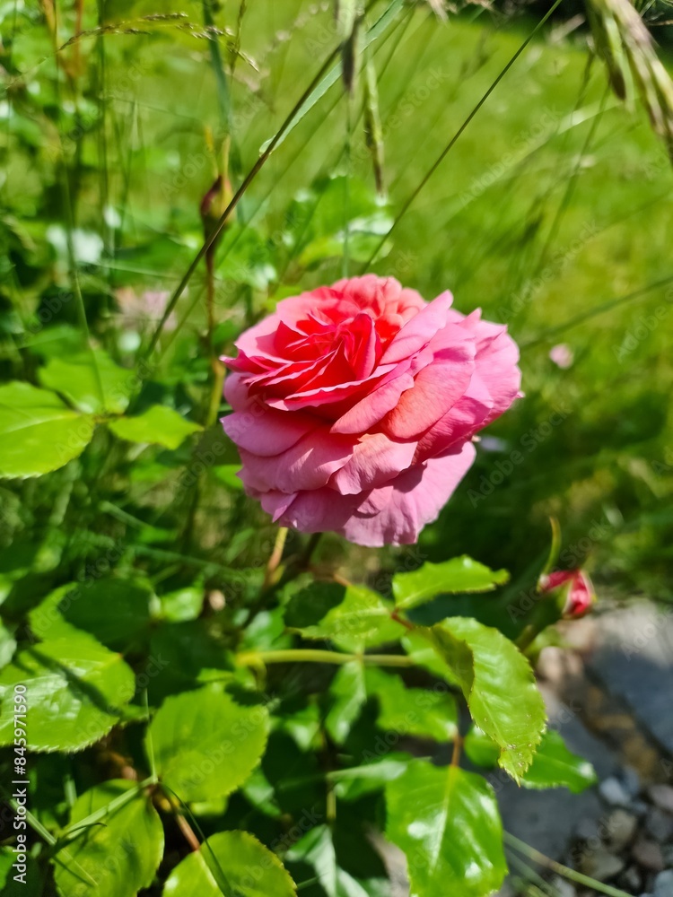 A beautiful pink rose blossom in a green garden. A beautiful pink rose blossom in a green garden.