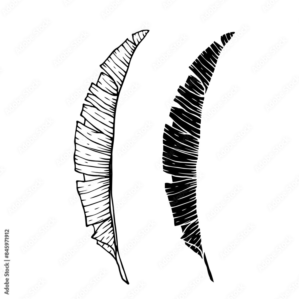 Collection of linear sketches, silhouettes of various tropical leaves. Vector graphics. Collection of linear sketches, silhouettes of various tropical leaves. Vector graphics.