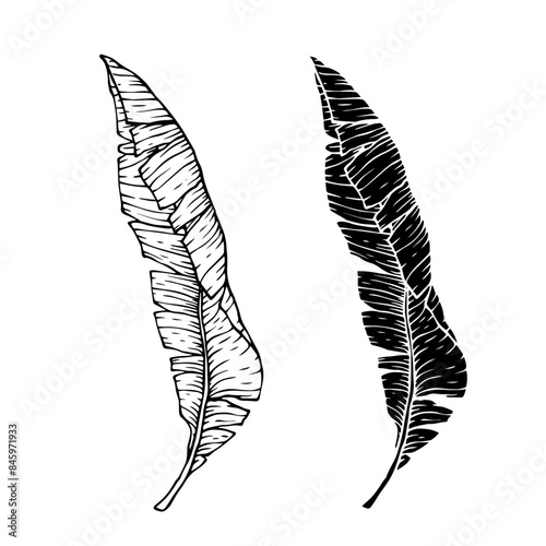 Collection of linear sketches, silhouettes of various tropical leaves. Vector graphics.