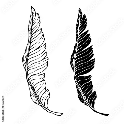 Collection of linear sketches, silhouettes of various tropical leaves. Vector graphics.