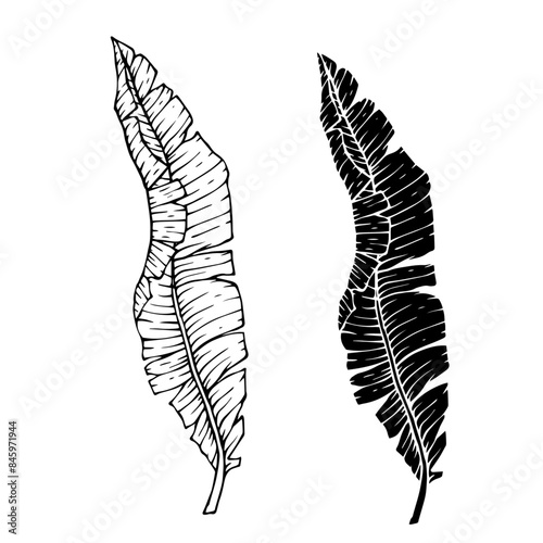 Collection of linear sketches, silhouettes of various tropical leaves. Vector graphics.