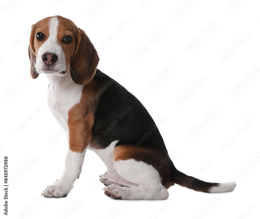 Cute Beagle puppy on white background. Adorable pet Cute Beagle puppy on white background. Adorable pet