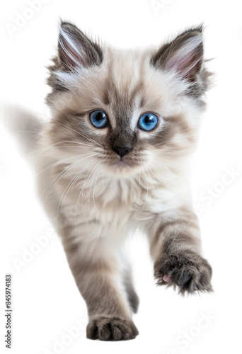 Cute ragdoll kitten on isolated background, PNG