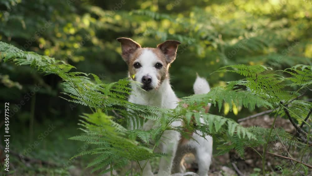 A Jack Russell Terrier stands alert among lush green ferns in a sunlit forest. The dogs posture and the dappled sunlight create a scene of natural beauty and curiosity A Jack Russell Terrier stands alert among lush green ferns in a sunlit forest. The dogs posture and the dappled sunlight create a scene of natural beauty and curiosity