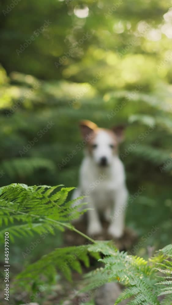 A Jack Russell Terrier dog stands on a tree stump surrounded by lush green ferns in a forest, looking directly at the camera