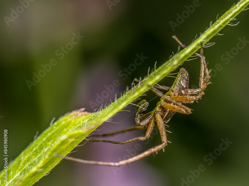 Nursery Web Spider on a green plant stem photo
