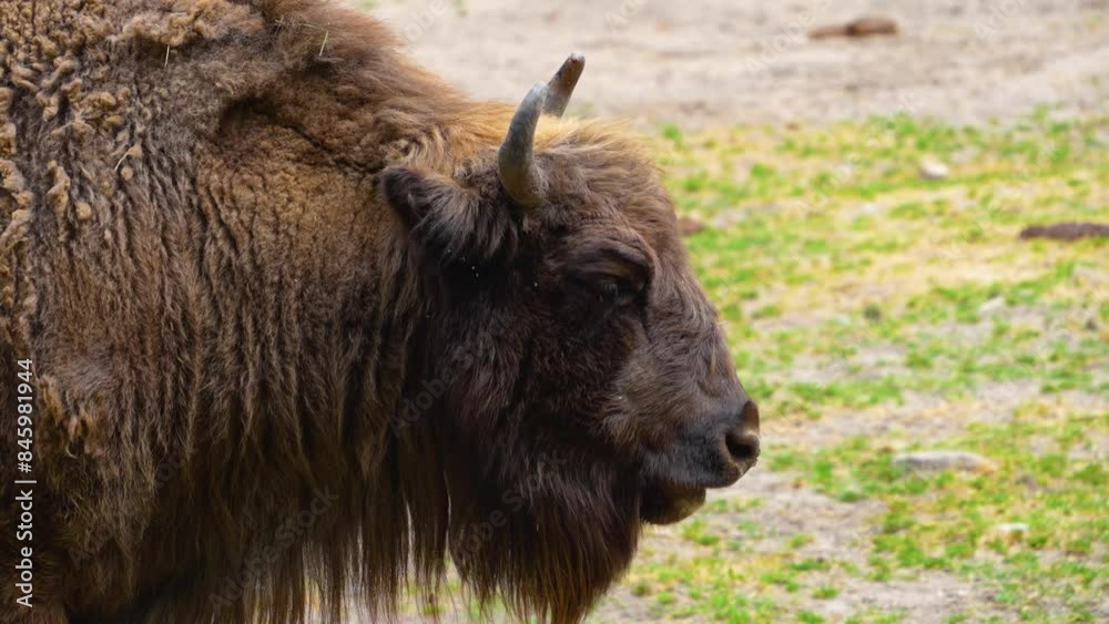 Close up Bison on a meadow, turning his head on a sunny day Close up Bison on a meadow, turning his head on a sunny day