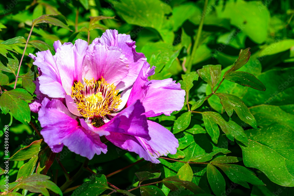 Close-up of tree peonies flowers in a garden in Odessa Close-up of tree peonies flowers in a garden in Odessa