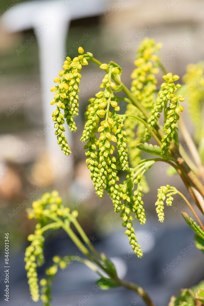 Gold drop (umbilicus oppositifolius) flowers in bloom Gold drop (umbilicus oppositifolius) flowers in bloom