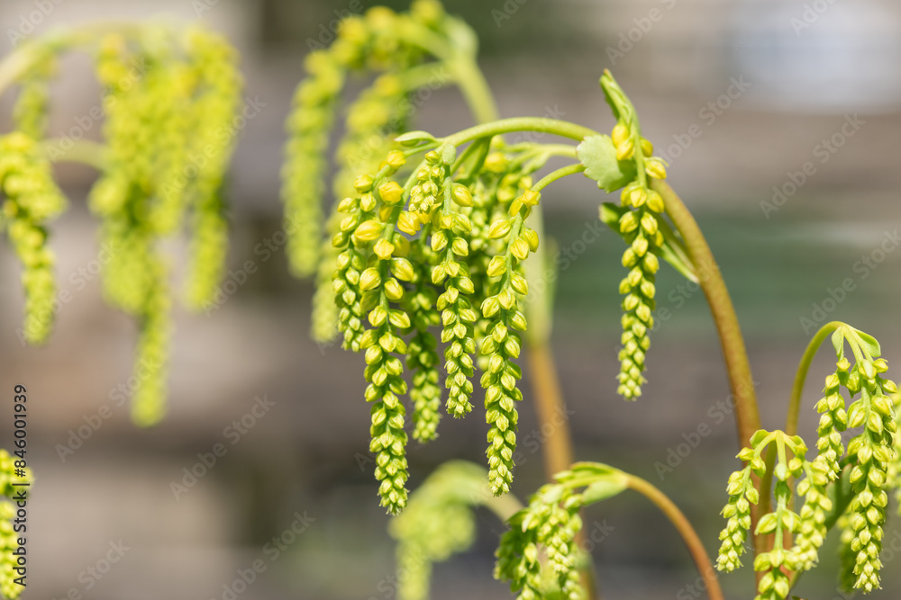 Fototapeta premium Gold drop (umbilicus oppositifolius) flowers in bloom
