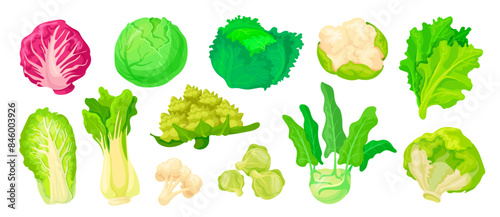 Different cabbages. Cartoon cabbage types, cauliflower cruciferous broccoli green lettuce kale chinese napa kohlrabi variety veggies vegetable for salad, neat vector illustration