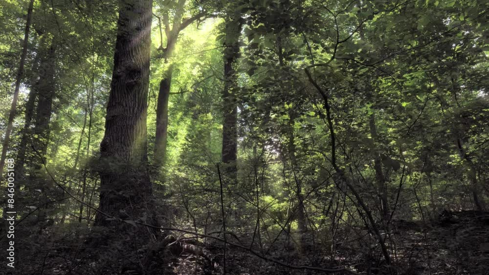 Sunlight and trees silhouettes in an evening summer forest.
Sunlight and trees silhouettes in an evening summer forest.
