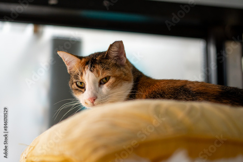 Cat sitting in a cat bed, looking down at the viewer