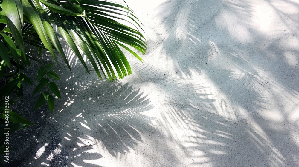 Obraz premium summer background palm