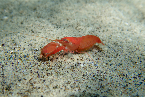 Red pistol snapping shrimp - Alpheus macrocheles photo