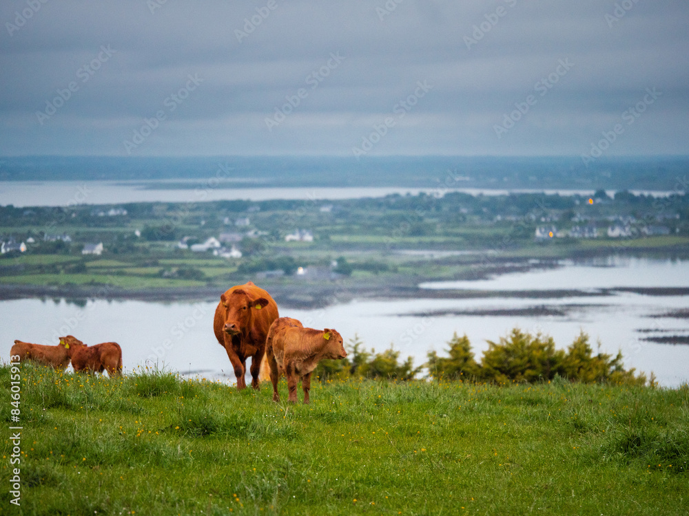 A herd of cows are grazing on a grassy hillside overlooking Galway bay. The scene is peaceful and serene, with the cows looking out over the water and the surrounding landscape. Farming in Ireland A herd of cows are grazing on a grassy hillside overlooking Galway bay. The scene is peaceful and serene, with the cows looking out over the water and the surrounding landscape. Farming in Ireland