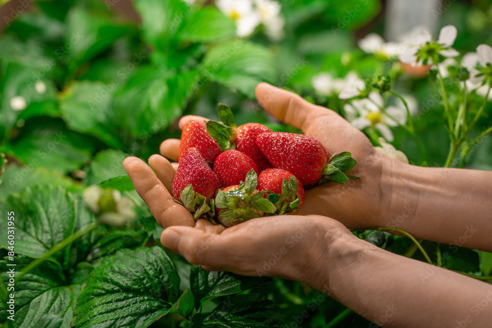 Hands of worker of contemporary vertical farm or greenhouse with heap of red ripe strawberries Hands of worker of contemporary vertical farm or greenhouse with heap of red ripe strawberries