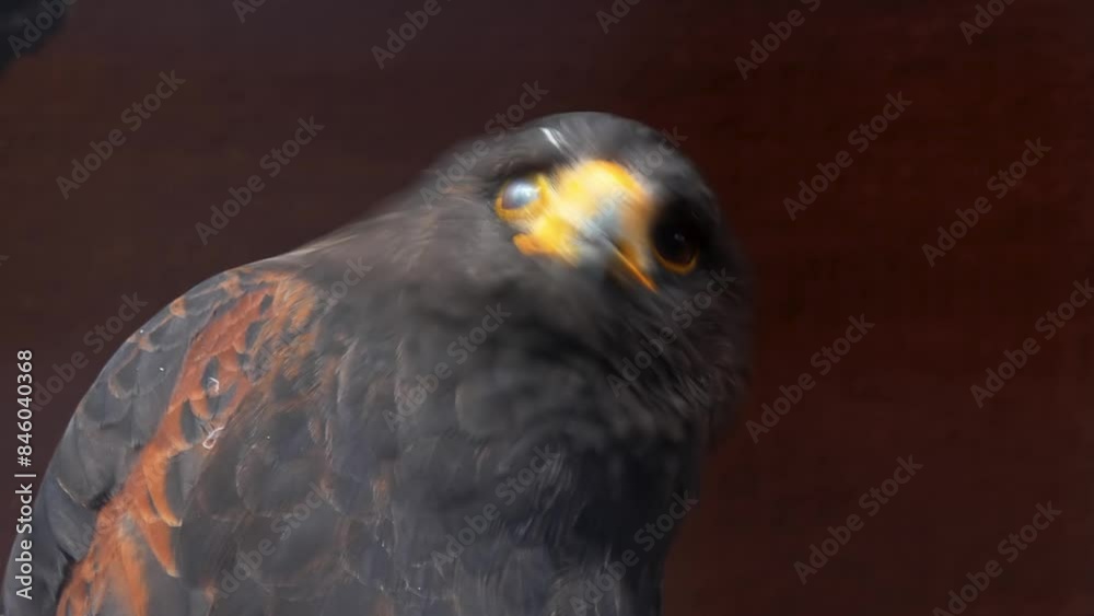 Harris's hawk (Parabuteo unicinctus) formerly known as the bay-winged hawk or dusky hawk, is a medium-large bird of prey. Harris's hawk (Parabuteo unicinctus) formerly known as the bay-winged hawk or dusky hawk, is a medium-large bird of prey.