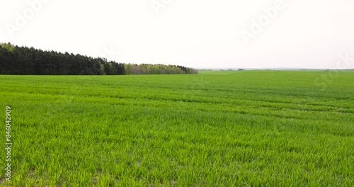 green wheat in the field in spring, a new fertile wheat harvest in late spring