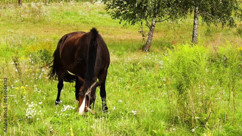 Brown horse grazing in a green summer meadow. Brown horse grazing in a green summer meadow.