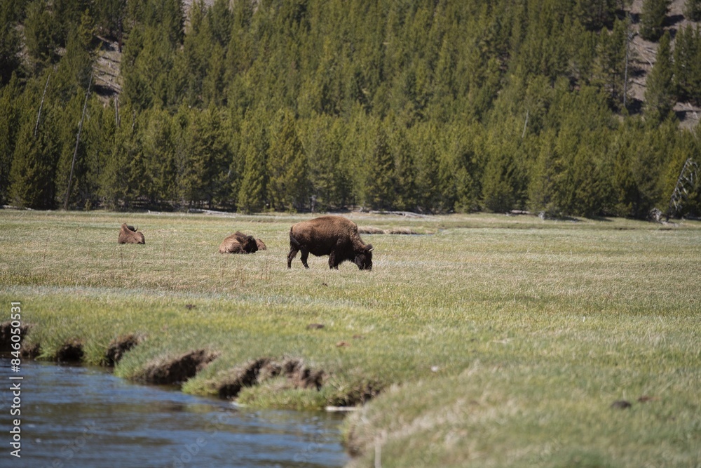 Bison in the meadow in Yellowstone national Park in Wyoming, USA Bison in the meadow in Yellowstone national Park in Wyoming, USA