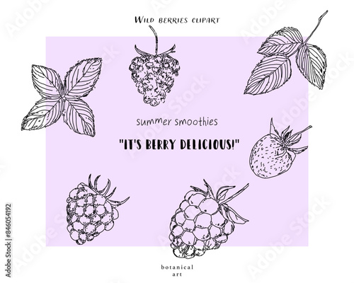 Wild berries clipart, herbs leaves, funny summer quotes, lettering elements