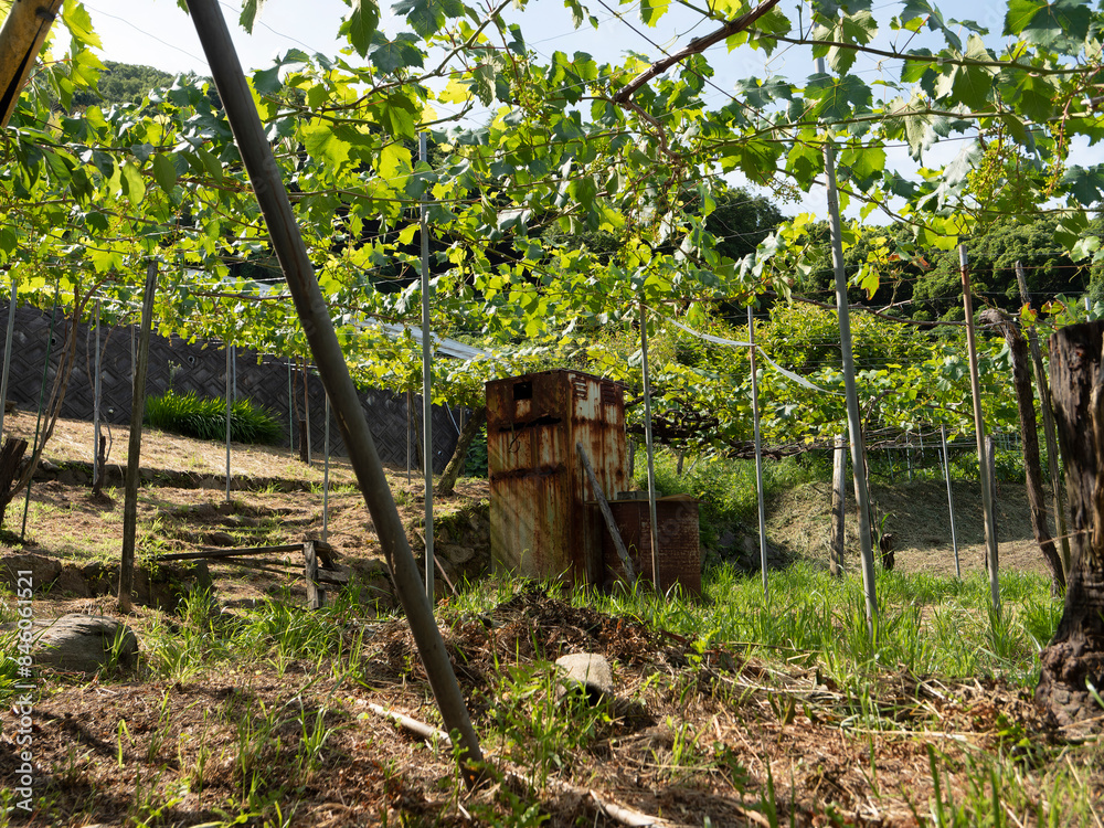 Fototapeta premium 山の斜面の葡萄畑