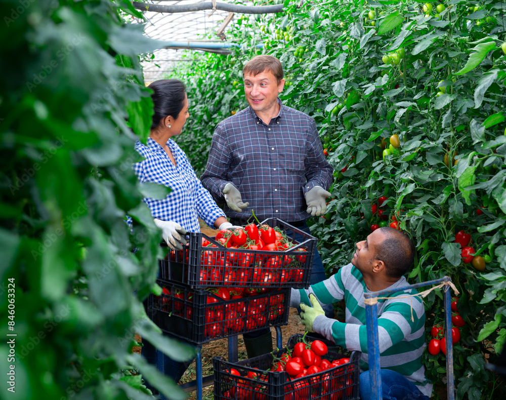 Obraz premium Latino male and female workers communicating while gathering crop of tomatoes in glasshouse