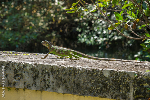 Green iguana lizard on a stone parapet in front of green tree branches in a park in Miami, Florida