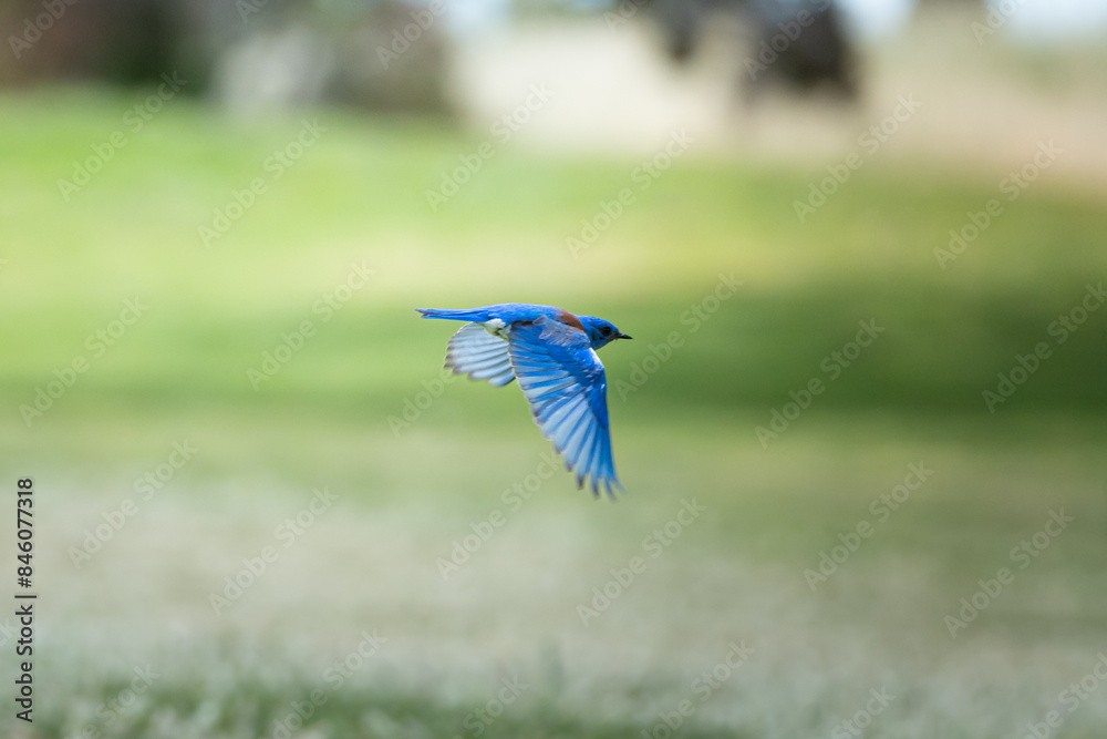 Obraz premium Western Blue Bird, mid flight, wings aimed down