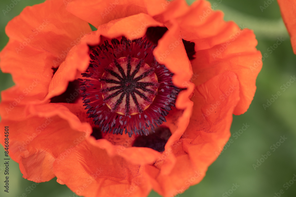 red poppy flower