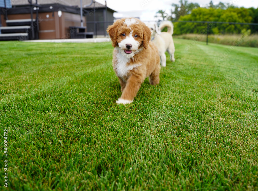 Golden Doodle Puppy, Dogs Playing in Yard on Grass, Close up Adorable Face, Fetch Outside Golden Doodle Puppy, Dogs Playing in Yard on Grass, Close up Adorable Face, Fetch Outside