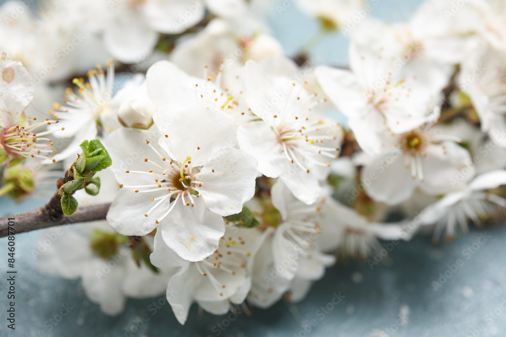 Blooming branches on grunge background, closeup Blooming branches on grunge background, closeup
