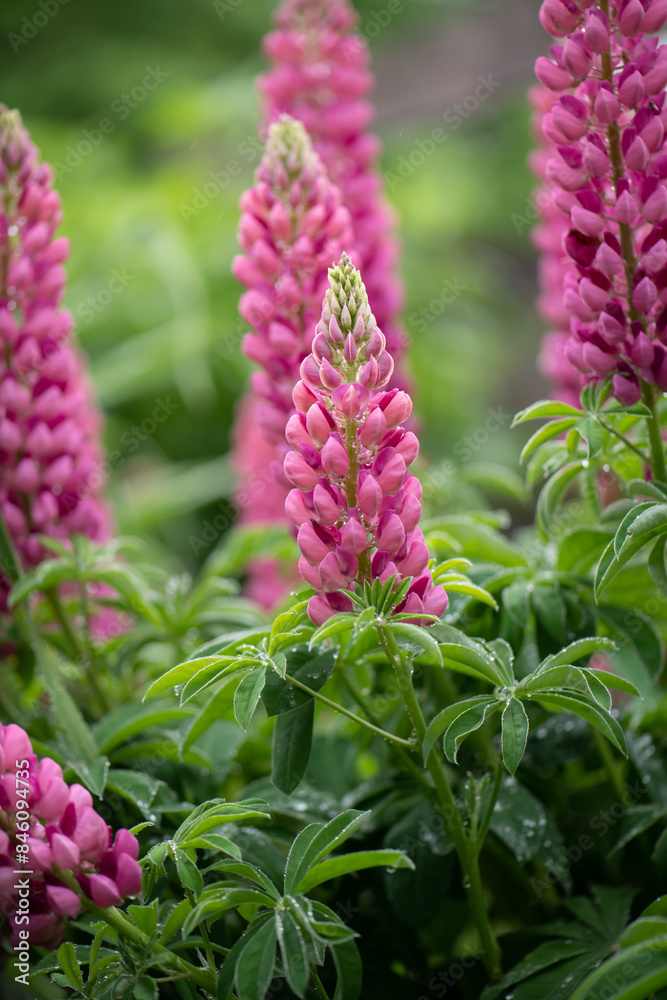 pink lupines pink lupines
