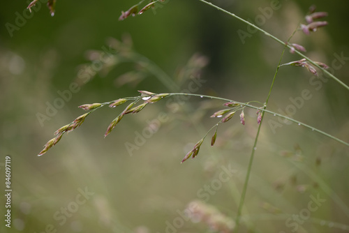 grass in the wind with rain drop