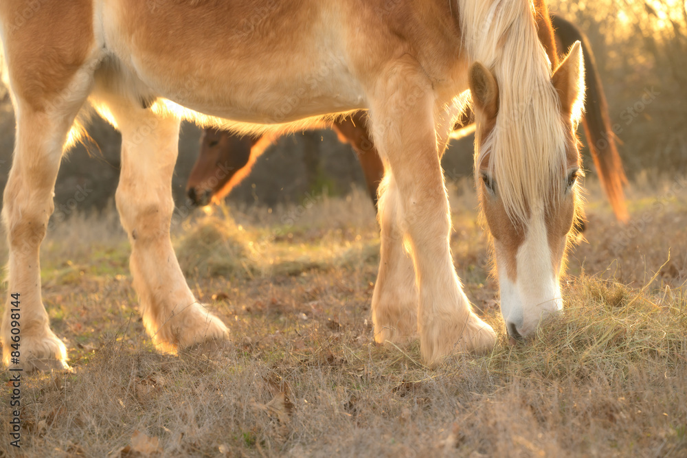 A blonde Belgian draft horse eating hay in evening pasture, looking at the viewer, with another horse on the background; backlit by setting sun A blonde Belgian draft horse eating hay in evening pasture, looking at the viewer, with another horse on the background; backlit by setting sun