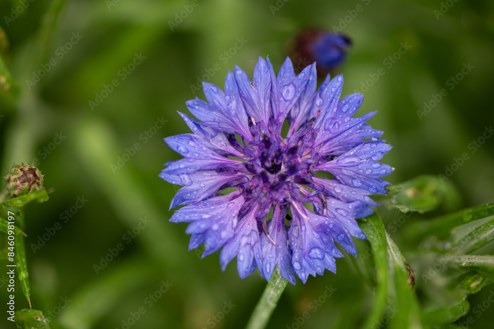 cornflower rain drops