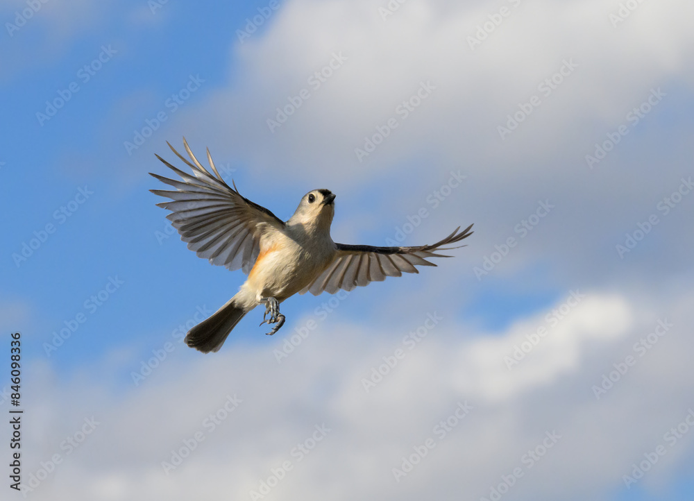 Fototapeta premium Beautiful Tufted Titmouse in flight, against partly cloudy sky