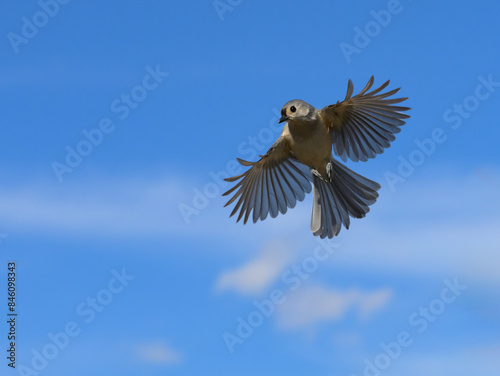 Tufted Titmouse in flight, with wings spread out; against partly cloudy sky