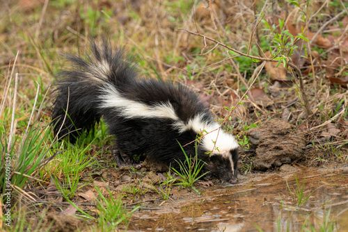Young Striped skunk on a spring morning getting a drink at a cattle pond
