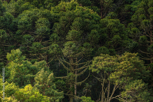 Candelabra tree forest. Paraná or Brazilian pine (Araucaria angustifolia). Critically Endangered specie. 