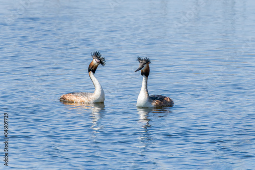 Crested grebe in the water in a courtship dance © 孝通 葛