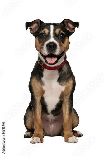 Isolated PNG Cute Dog Breed, GENERATIVE AI