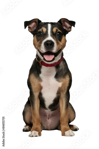 Isolated PNG Cute Dog Breed, GENERATIVE AI © faical