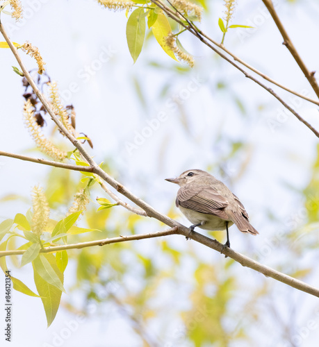 Warbling Vireo on a shrub with fresh green leaves in spring in Ontario photo