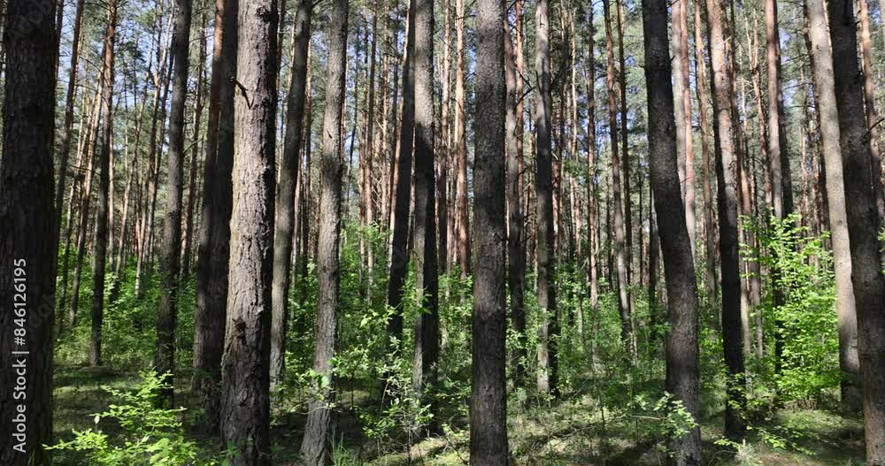 pine forest with tall trees against a blue sky background, spring forest with pines and other trees pine forest with tall trees against a blue sky background, spring forest with pines and other trees