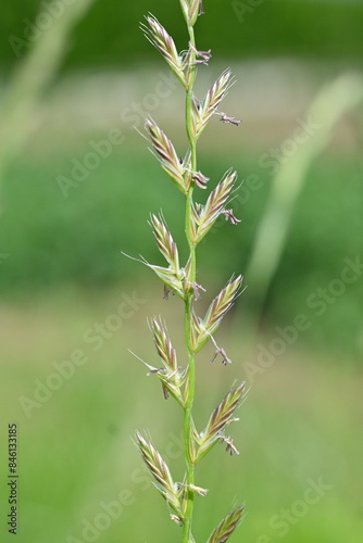 Perennial ryegrass (Lolium perenne) flowers. Poaceae perennial plants. Flowering season is from May to June. Inflorescence is spike-shaped. It is a pasture grass but has now become a weed.