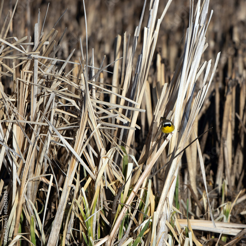 Common Yellowthroat warbler in marsh grasses during spring migration photo