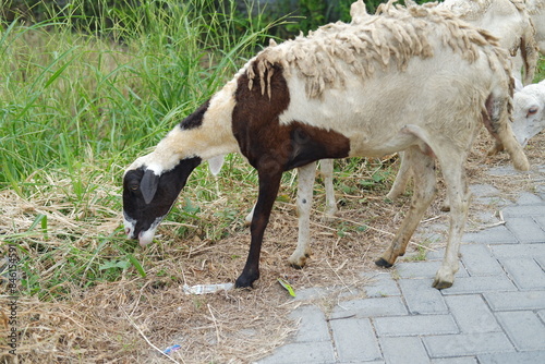 Sheep and lambs on the street in the village, closeup of photo